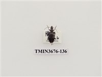 藏品(步行蟲(2))的圖片